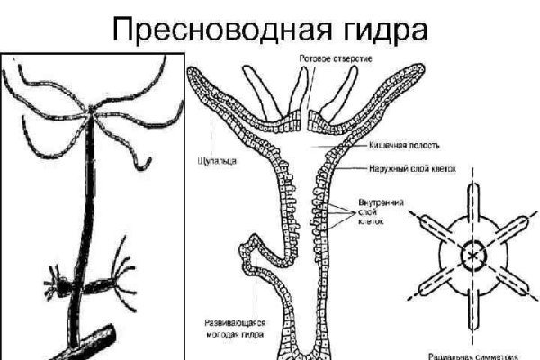 Кракен нов